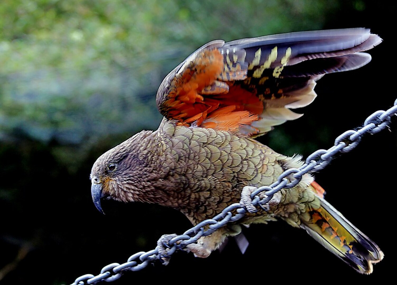 Kea Parrots